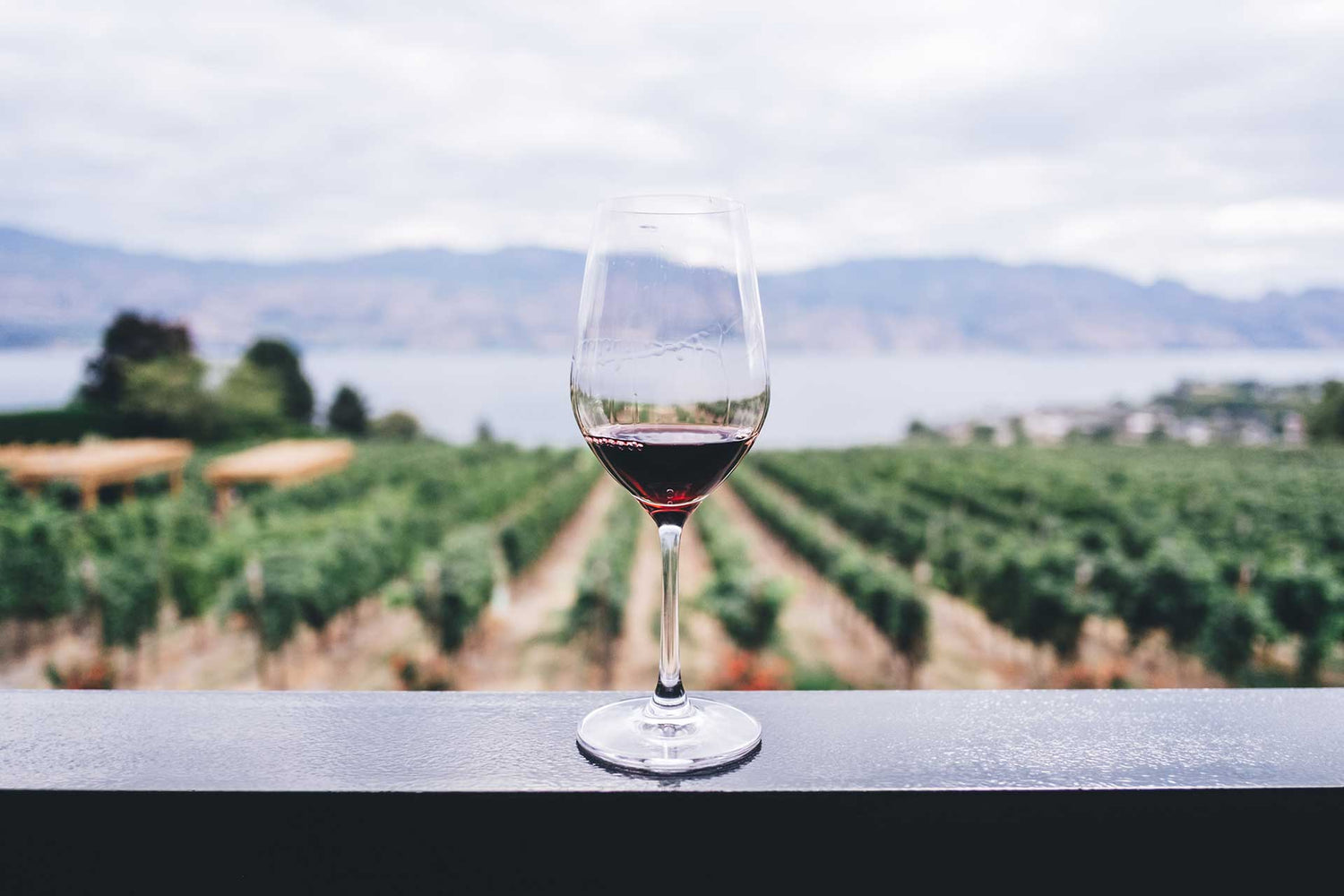 Red wine glass in front of a vineyard.